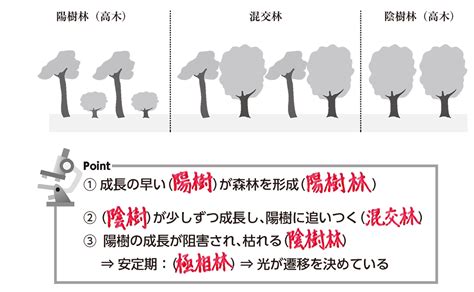 陽樹林 陰樹林|陰樹と陽樹の違いと代表的な樹木 